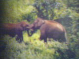 ELEPHANTS