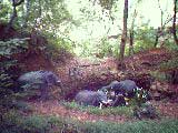Jungle bath: Photo Anil