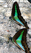 Butterflies