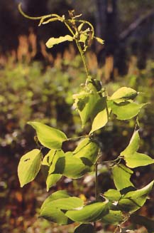 Gouania microcarpa